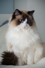 Beautiful young white purebred Ragdoll cat
