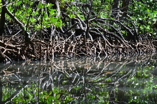 Mangroves in the bacuit archipelago, Philippines