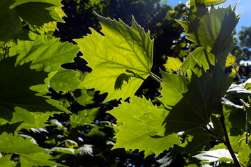 Spring leaves Auckland New Zealand