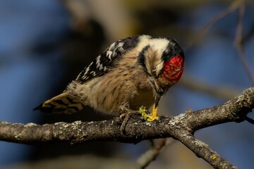 Great Spotted Woodpecker caught the worm