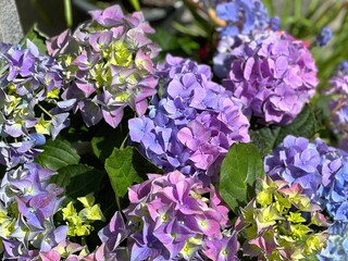 Hydrangea hortensia beautiful pink blue purple blossom