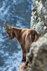 Male alpine ibex (Capra ibex) climbing an incredible steep rock wall while looking downstream,...
