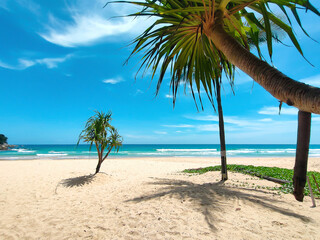 Paradise beach in Thailand. Perfect sea, white sand, big palm tree. Concept of vacation and tourism.