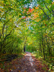 Road through the beautiful autumn forest. A walk in nature.