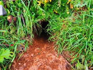 Rabbit burrow in the field amidst the grass, dug. - obrazy, fototapety, plakaty