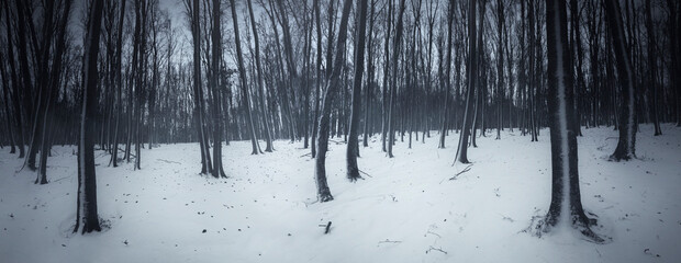 dark snowy winter forest panorama