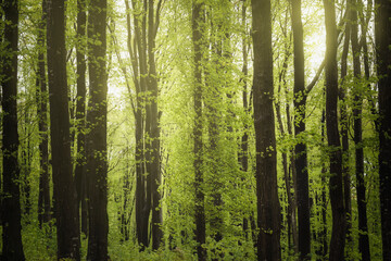 beech trees forest with lush green foliage in spring