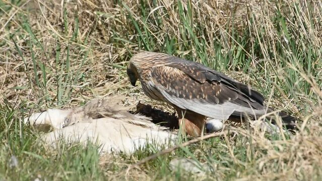 Marsh harrier
