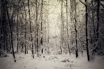 morning landscape in snowy woods in the winter