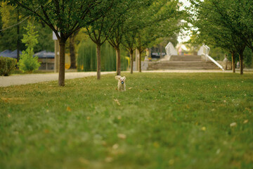 A lapdog dog runs along the green lawn in the park - obrazy, fototapety, plakaty