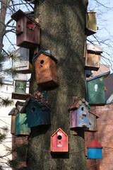 Close-up of a tree trunk with colorful nesting boxes for birds in the city