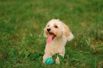 Maltese dog lies on the grass in the park