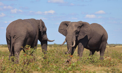 Fototapeta premium Afrikanischer Elefant / African elephant / Loxodonta africana