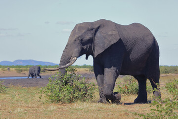 Afrikanischer Elefant / African elephant / Loxodonta africana