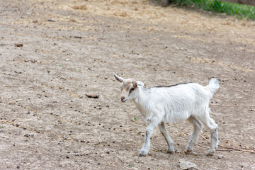 Little white goat cub walking in the pen