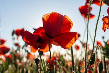 Red poppy flowers on a sunny day