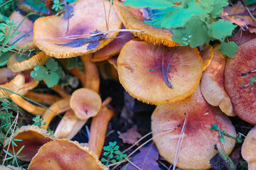 mushrooms on the stump. many mushrooms in the forest. tricholoma. Forest mushrooms (Coprinellus disseminatus), known as fairy inkcap or trooping crumble cap, growing on mossy old tree trunk. 