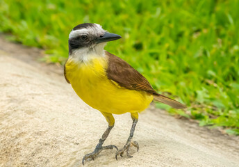 Great Kiskadee (Pitangus sulphuratus), called bem-te-vi in Brazil, Rio de Janeiro, Brazil