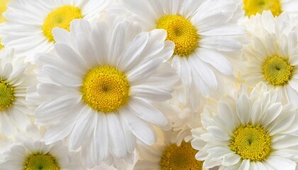 Obraz premium Tender white daisy close up, spring flowers background