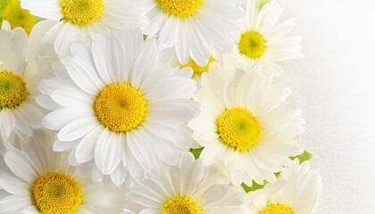 Tender white daisy close up, spring flowers background