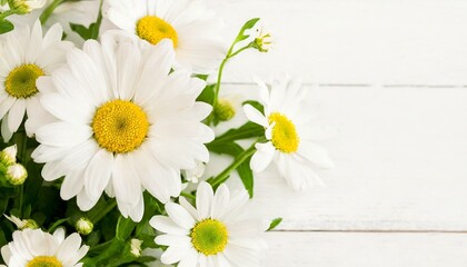 Obraz premium Tender white daisy close up, spring flowers background, empty space for text