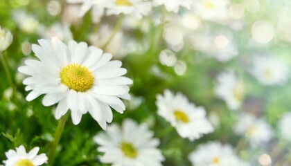 Tender white daisy close up, spring flowers background, empty space for text, bokeh and selective focus