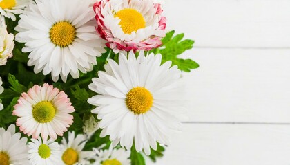 Obraz premium Tender white daisy close up, spring flowers background, empty space for text