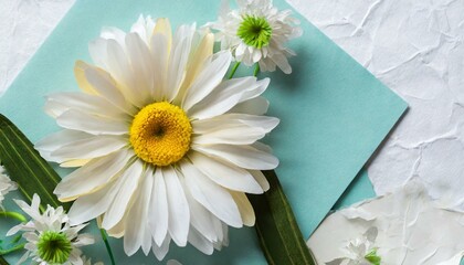 Tender white daisy close up, spring flowers background, empty space for text