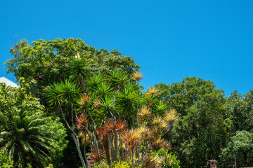 Fototapeta na wymiar Luxuriant tropical vegatation in Buzios (Armação dos Búzios), Rio de Janeiro, Brazil