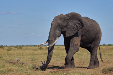 Obraz premium Afrikanischer Elefant / African elephant / Loxodonta africana