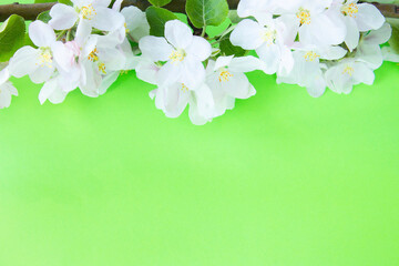 A beautiful sprig of an apple tree with white flowers against a green background. Blossoming branch. Spring still life. Place for text. Concept of spring or mom day