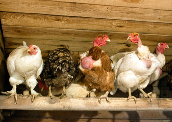Chickens in the hen house. Chickens sit in the perch. A group of chickens sit in the roost