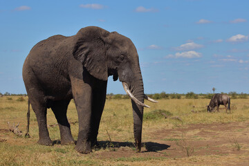 Afrikanischer Elefant / African elephant / Loxodonta africana