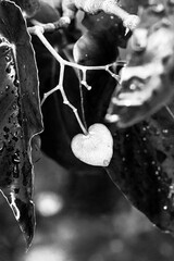 heart flower black and white