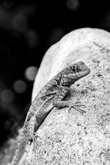 lizard on a rock