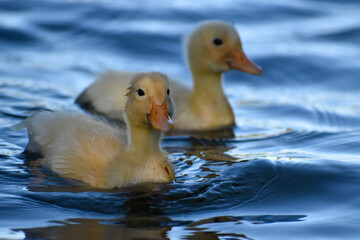 duckling of domestic duck (Anas platyrhynchos domesticus) living in the wild in a park in Buenos Aires, Argentina