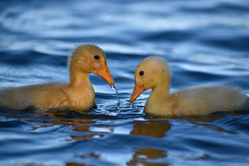 duckling of domestic duck (Anas platyrhynchos domesticus) living in the wild in a park in Buenos Aires, Argentina