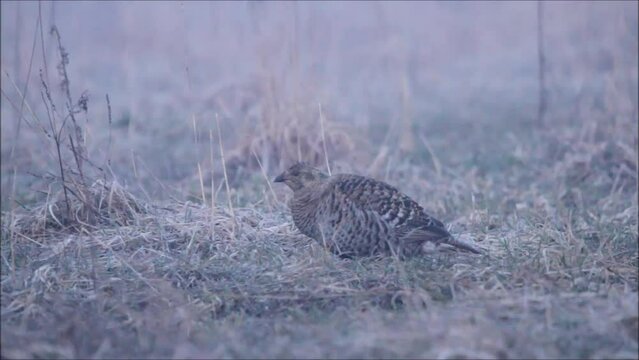 Black grouse female in the field