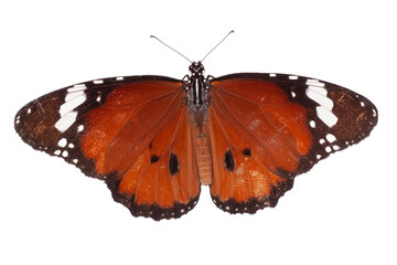 Naklejka premium Butterfly isolated on white background. Clipping path included.