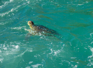 Fototapeta premium Sea turtles braving the battering waves on the shores of the secluded Praia da Foca beach, Buzios (Armação dos Búzios), Rio de Janeiro, Brazil