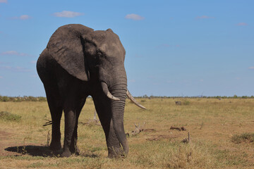 Obraz premium Afrikanischer Elefant / African elephant / Loxodonta africana