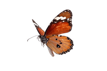 Fototapeta na wymiar Butterfly isolated on white background. Clipping path included.