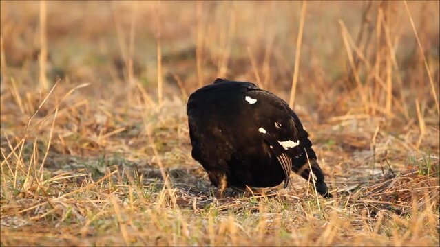 Black Grouse (Tetrao tetrix) in the field