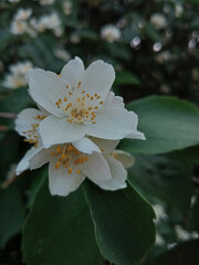 white flower jasmine 
