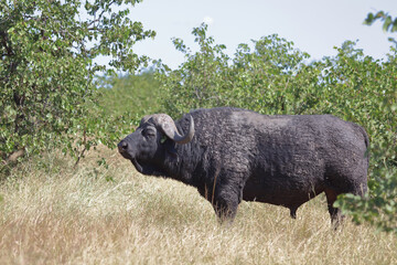 Kaffernbüffel / African buffalo / Syncerus caffer