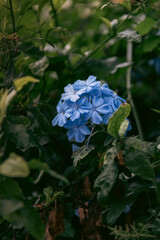 Close up of flowers (Plumbago auriculata Lam.) with green background