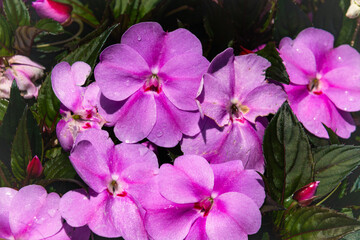 pink flowers (Impatiens balsamina L.) in the garden