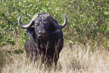 Kaffernbüffel / African buffalo / Syncerus caffer