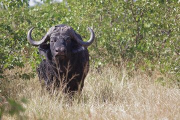 Kaffernbüffel / African buffalo / Syncerus caffer