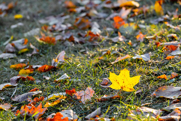 yellow maple leaf lies on the grass in the park.